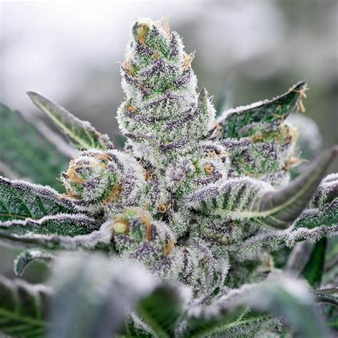 The Only Guide to Benefits Of Hybrid Cannabis Strains – Hoverboard Store