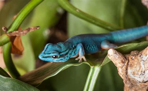 Electric Blue Gecko Care And Breeding Information - Reptiles Magazine