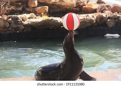 Sea Lion Balancing Ball On Nose Stock Photo 1911131080 | Shutterstock