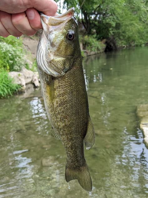 Could this be the elusive Guadalupe Bass? : r/Fishing