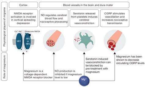 Nutrients | Free Full-Text | Headaches and Magnesium: Mechanisms, Bioavailability, Therapeutic ...