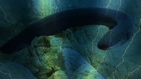 Electric eel uses high-voltage shocks to locate and stun prey--Vanderbilt research - YouTube