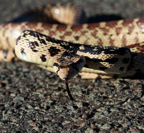 Pituophis catenifer | A gopher snake in Eastern Oregon. | Jon Nelson | Flickr