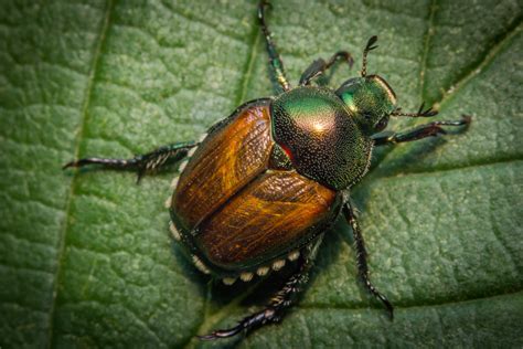 Knowing All About Japanese Beetles: Identification and Prevention