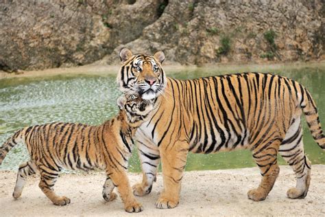 South China Tiger Facts Habitat Behavior Diet Pictures