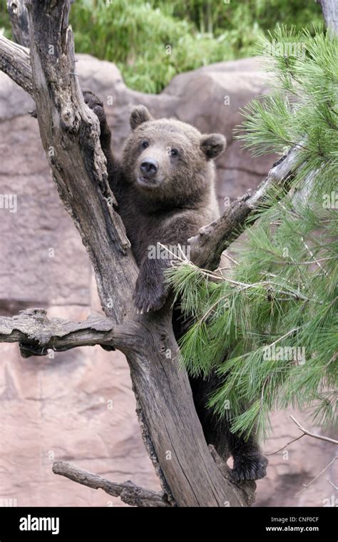 Cubs Grizzly Bear Cubs Stock Photo - Alamy