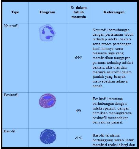 Apa Fungsi Sel Darah Putih Tes Hitung Darah Lengkap Fungsi Prosedur - Riset