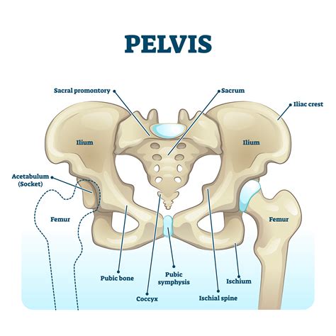 skeletal diagram of the pelvis