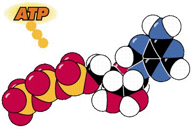 Atp Molecule Animation