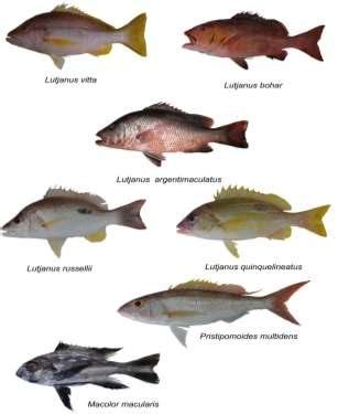 Molecularly identified Species of Family Lutjanidae collected from ...