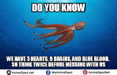 Octopus Memes Pictures Funny Animal Memes, Funny Animals, Dumbo Octopus ...