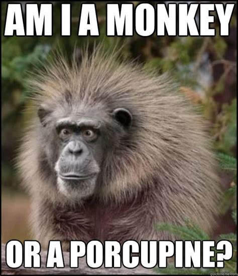 Funny Monkey Memes | am i a monkey or a porcupine? - What Am I - quickmeme | funny animals ...