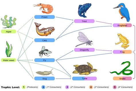 SC.912.L.17.9 Food Webs and Energy Transfer - Welcome to Dr. Suris ...