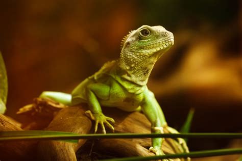 Green Lizard Free Stock Photo - Public Domain Pictures