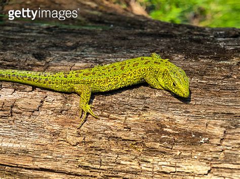 lizard of protective green color for camouflage in natural conditions ...