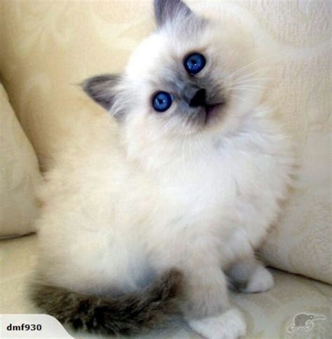 Blue eyed Birman baby | Cute cats, Cats, Sea otter