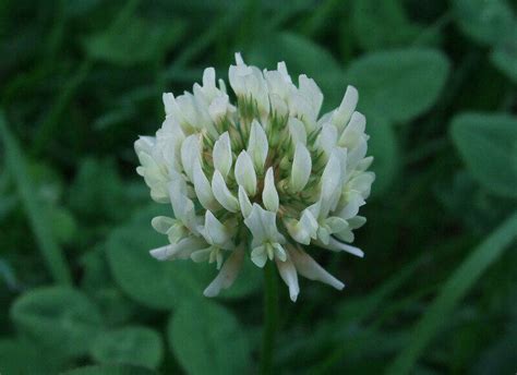 Common Types of Clover for Your Yard