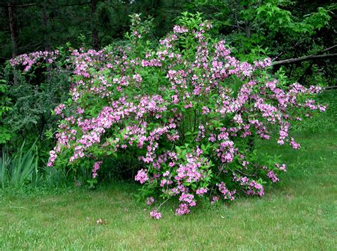 What Are The Best Shrubs With Flowers