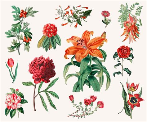 Vintage illustration of Red flower | Free stock vector - 503803