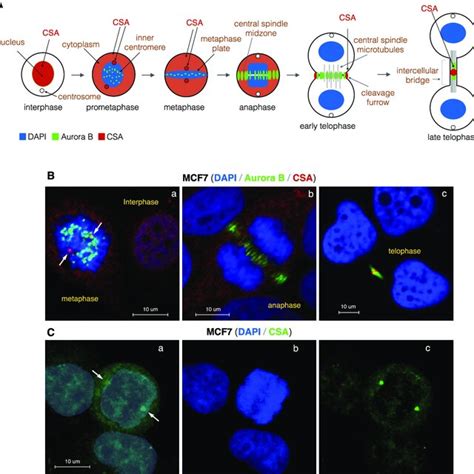 CSA localizes at centrosomes during prometaphase and metaphase stages.... | Download Scientific ...