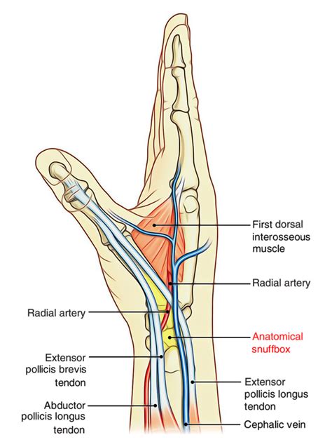 Abductor pollicis brevis, Extensor pollicis brevis : 네이버 블로그