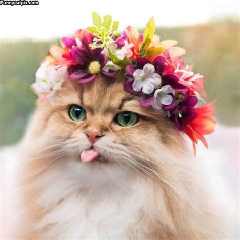 Flower Cat