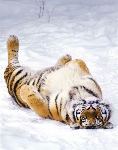 The 25+ best Snow tiger ideas on Pinterest | Golden tiger, Tigers in the wild and Big eyed animals