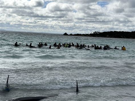 Heartbreak As Dozens Of Pilot Whales Die In Mass Stranding Event ...