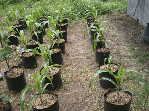 Cara Menanam Jagung Manis Di Polybag - Tanamku