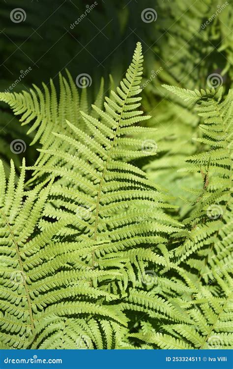 Common male fern stock image. Image of nature, male - 253324511