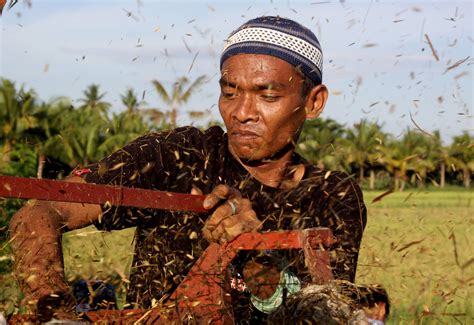 The New Humanitarian | Filipino farmers - a dying breed?