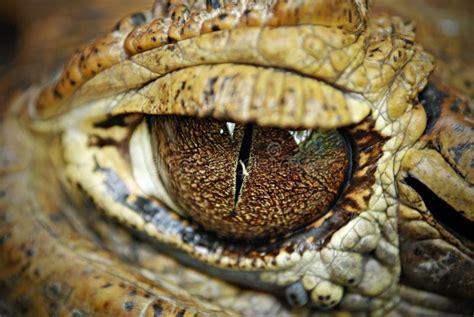 Crocodile Eyes Detail Close Up Stock Photo - Image of aquatic, close ...