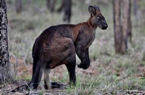 Eastern Wallaroo (Mammals of Winton) · iNaturalist