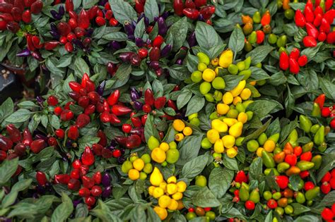 How to Grow Ornamental Peppers