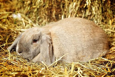 Fondo Conejo De Orejas Caídas Retrato De Orejas Caídas Foto E Imagen ...