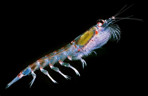 Antarctic krill: What do the Southern Ocean’s charismatic “omega-fauna” eat, and how might they ...