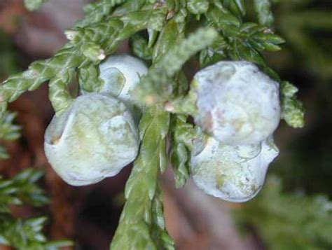 Creeping Juniper | Oklahoma State University