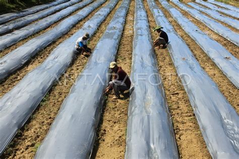 PEMANFAATAN PLASTIK MULSA UNTUK PERTANIAN | ANTARA Foto