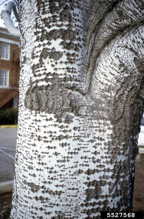 White poplar | Vermont Invasives