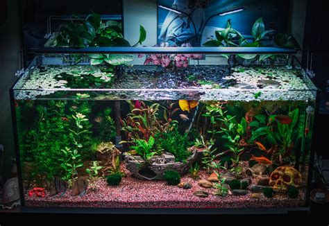 The Power of Plants: Pros and Cons of Live Plants in Your Aquarium