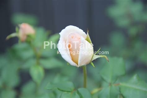 Rosa, Rose (Family of Rosaceae) | PhotoTale