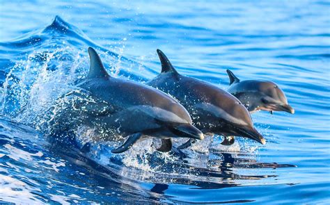 10 Facts About Dolphins - WorldAtlas