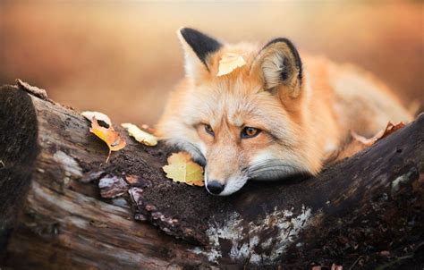 Fox In Autumn Wallpapers - Wallpaper Cave