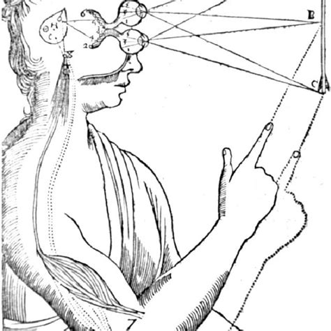 The sensory homunculus; how somatosensory cortex proportionally ...