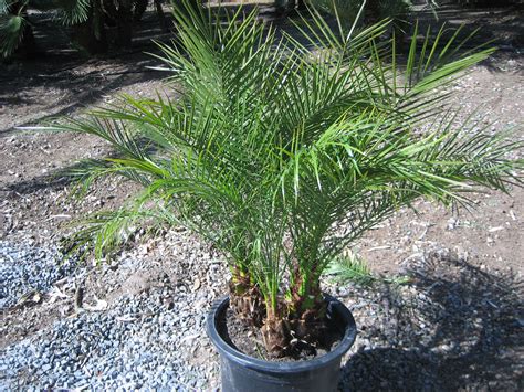 Gregory Palm Farms : PYGMY DATE PALMS! PALMS FOR SALE at the Gregory Palm Farms (714) 814-8525 ...