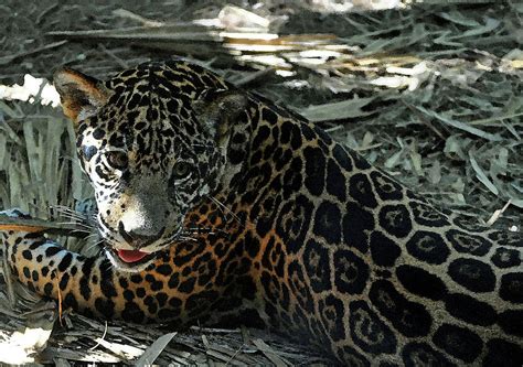 Jaguar Spots by Karen King