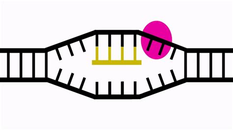 Transcription and Translation: From DNA to Protein on Make a GIF