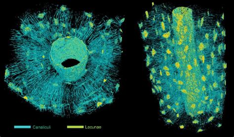 9 An osteon-3D nanoscale synchrotron x-ray tomography of the... | Download Scientific Diagram