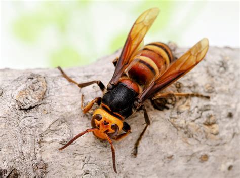 Alien invasion: Yellow-legged hornet spotted in the U.S. for the first time - Earth.com