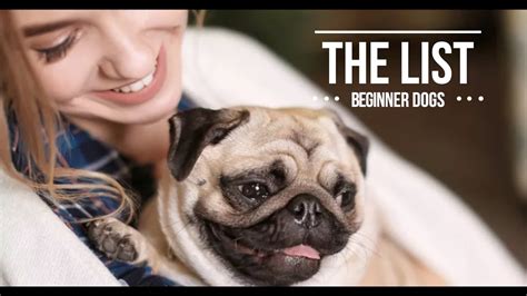 THE LIST: TEN BEST DOGS FOR BEGINNERS